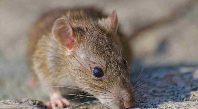 Remède de grand-mère contre les mulots : solutions jardin remède de grand-mère contre les mulots