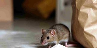 Bicarbonate de soude pour tuer les rats : ça marche vraiment ? bicarbonate de soude pour tuer les rats
