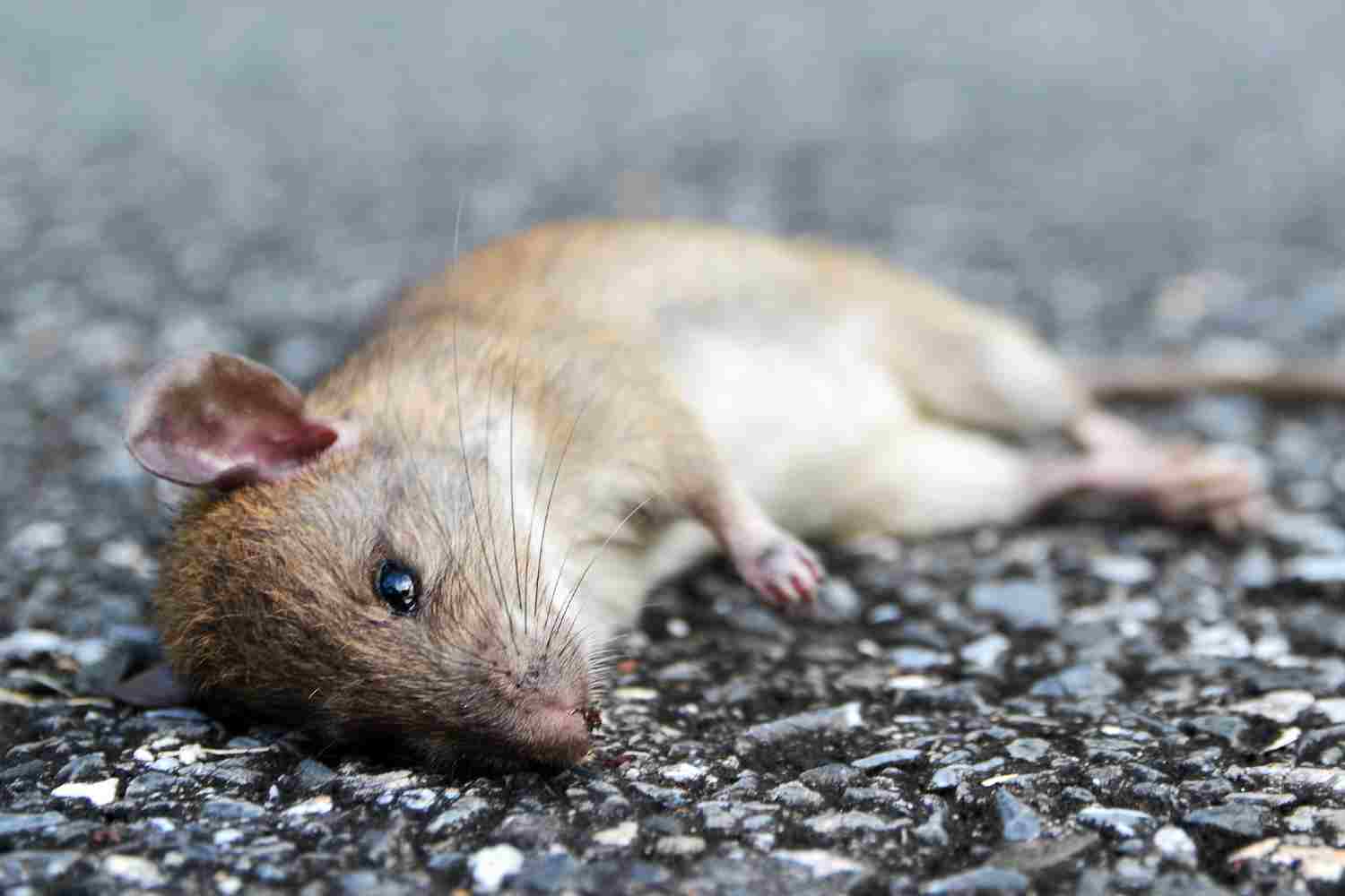 bicarbonate de soude pour tuer les rats